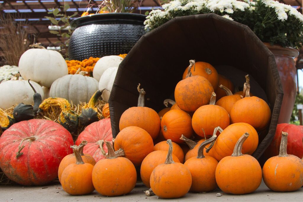 A cozy autumn scene with pumpkins, gourds, and flowers on straw—just the kind of vibe you’ll find at the best fall activities in Austin.